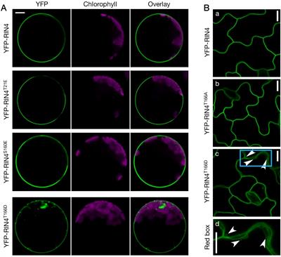 Subcellular spatial regulation of immunity-induced phosphorylation of RIN4 links PAMP-triggered immunity to Exo70B1